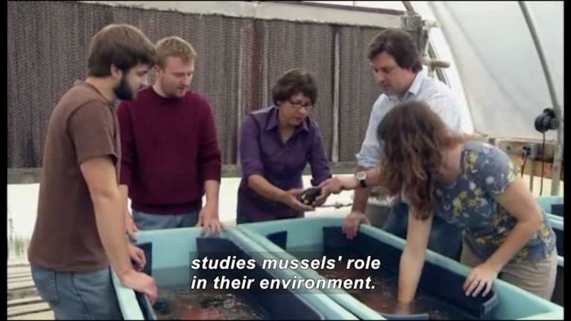 People gathered around two troughs filled with water. One person is reaching into the water and two others are handling a small object. Caption: studies mussels' role in their environment.