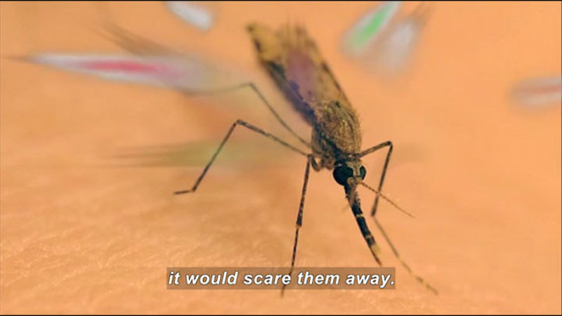 Mosquito on a person's skin. Caption: it would scare them away.