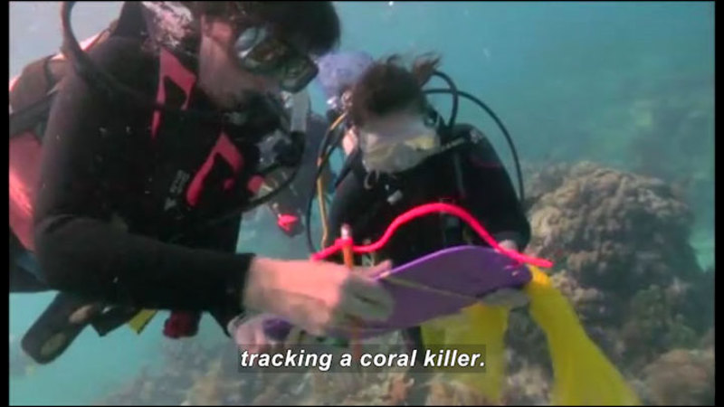 People in scuba gear above a coral reef holding a clipboard. Caption: tracking a coral killer.