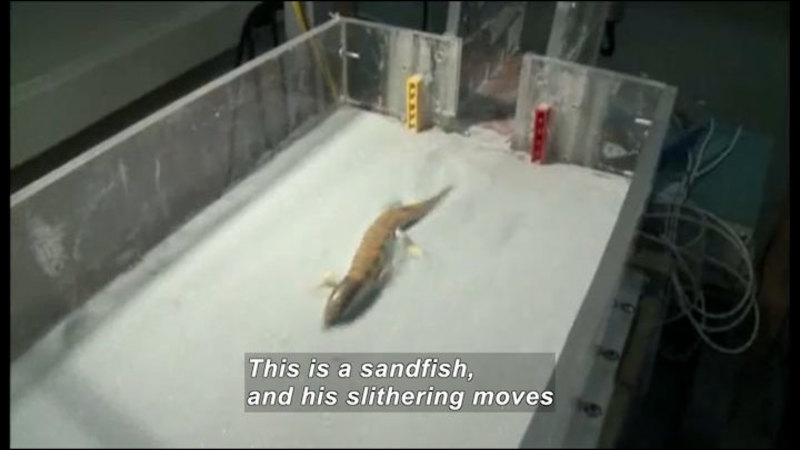 Lizard walking in a clear Plexiglas box. Caption: This is a sandfish, and his slithering moves