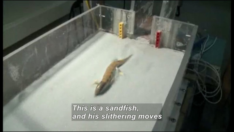Still image from Science Nation: Sandfish Lizard Slithers Into Science Spotlight