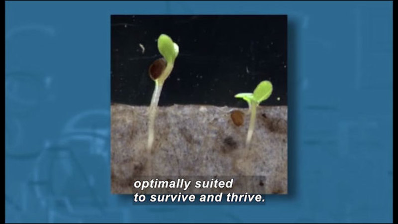 Two small seedlings with their roots in the soil. Caption: optimally suited to survive and thrive.