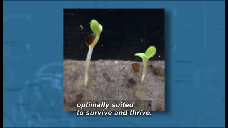 Still image from Science Nation: Developing Hardier, Weather-Resistant Crops