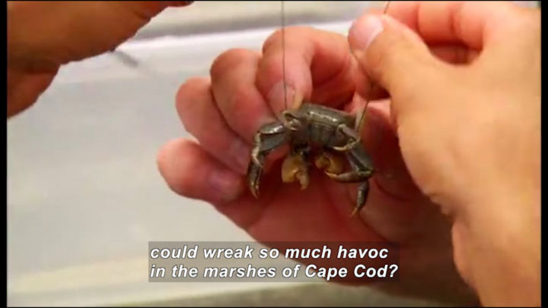 Person holding a small crab. Caption: could wreak so much havoc in the marshes of Cape Cod?