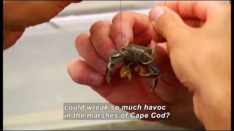 Still image from Science Nation: Crabs Put the Pinch on Marshlands