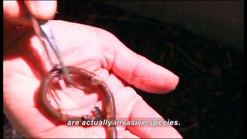 Earthworm in a person's hand. Caption: are actually invasive species.