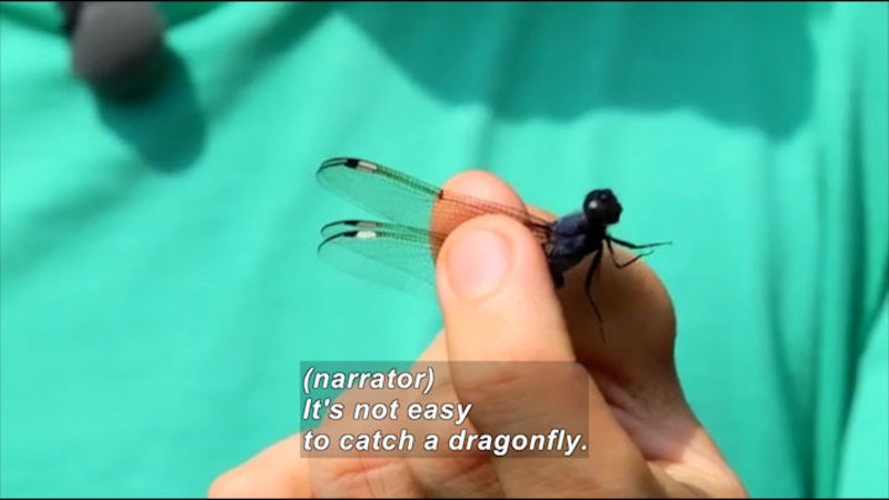 Person holding a dragonfly between their fingers. Caption: (narrator) It's not easy to catch a dragonfly.