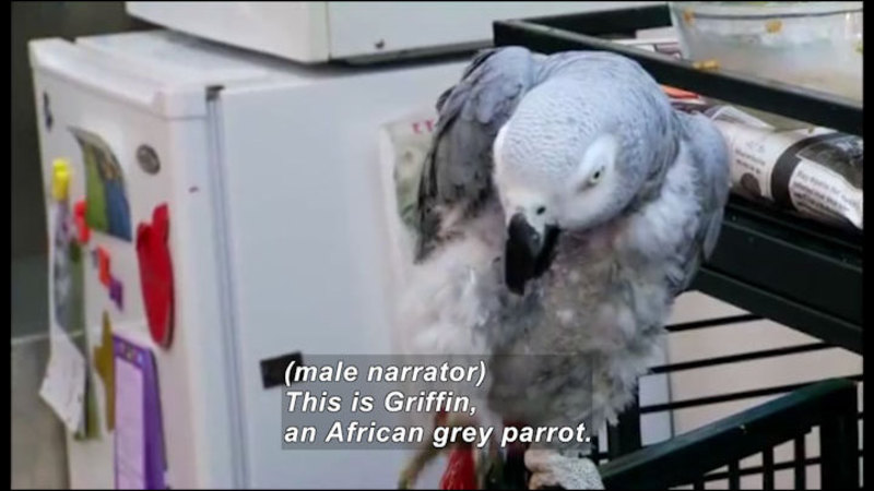Large grey bird perched on the edge of a cage door. Caption: (male narrator) This is Griffin, an African grey parrot.