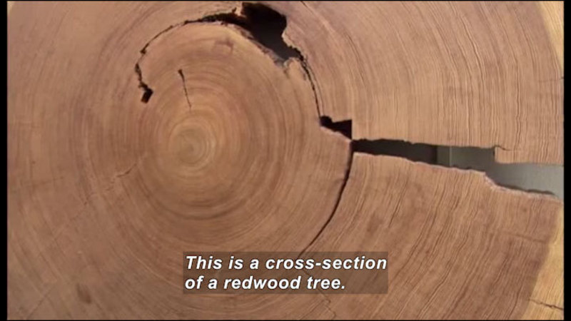 Closeup cross-section of a large tree with many rings. Caption: This is a cross-section of a redwood tree.