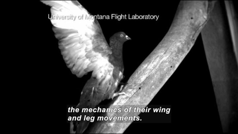 Black and white photo of a bird with wings extended, perched on a branch. University of Montana Flight Laboratory. Caption: the mechanics of their wing and leg movements.