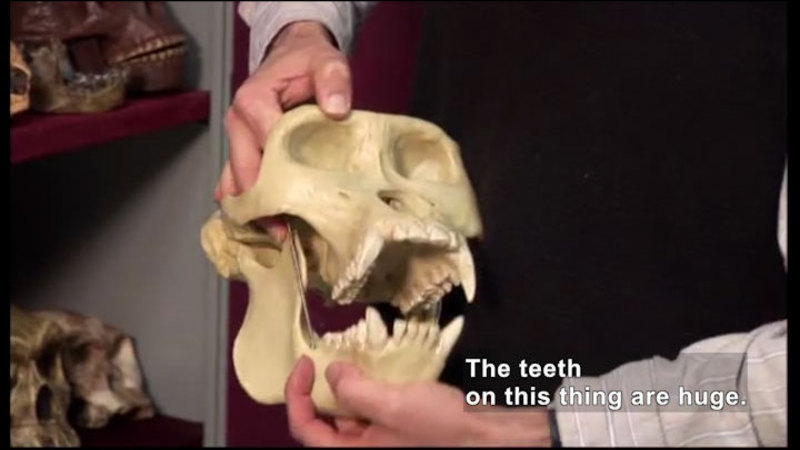 Person holding a large animal skull. Caption: The teeth on this thing are huge.