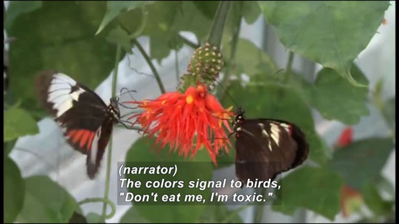 Black butterflies with orange and white wings on a bright orange flower. Caption: (narrator) The colors signal to birds, "Don't eat me, I'm toxic."