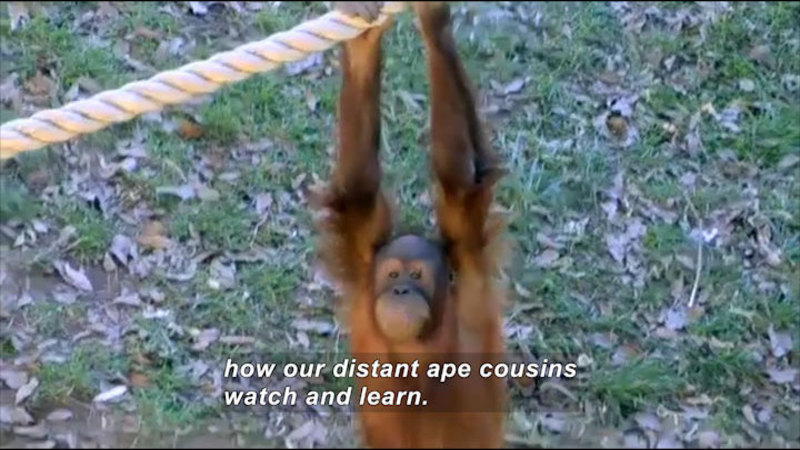 Primate hanging from a rope. Caption: how our distant ape cousins watch and learn.