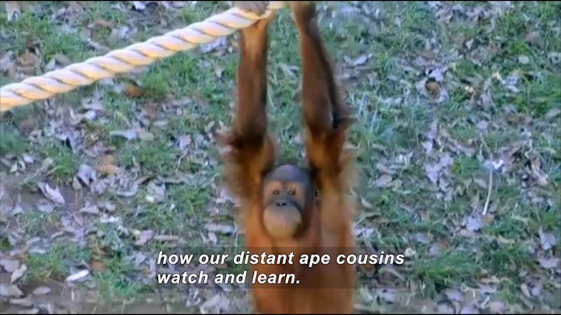 Still image from Science Nation: Orangutan Copy Cats