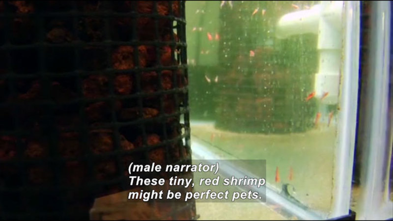 Small red animal swimming in a tank. Caption: (male narrator) These tiny, red shrimp might be perfect pets.