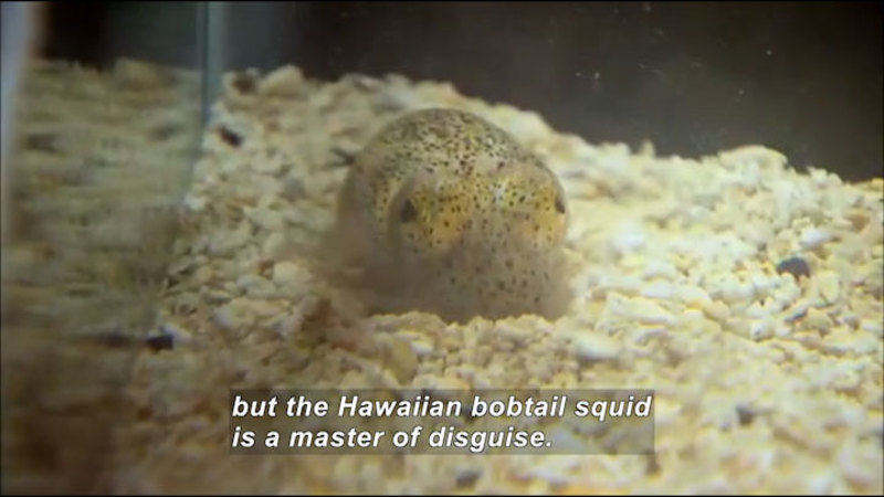 Small translucent speckled animal nestled on pebbles. Caption: but the Hawaiian bobtail squid is a master of disguise.