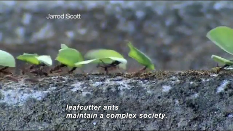A line of ants carrying pieces of leaf larger than their bodies. Caption: leafcutter ants maintain a complex society.