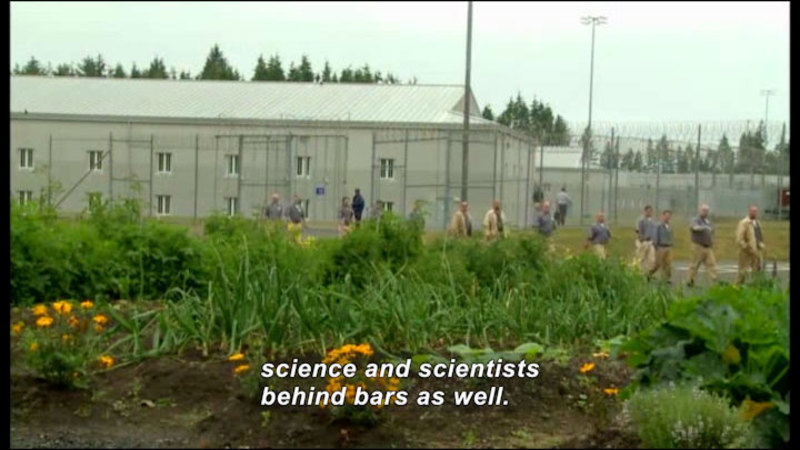 A cultivated vegetable garden with inmates and razor-wire-topped chain-link fencing in the background. Caption: science and scientists behind bars as well.