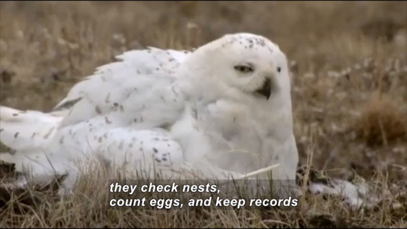White bird with gray speckles nesting on the ground. Caption: they check nests, count eggs, and keep records