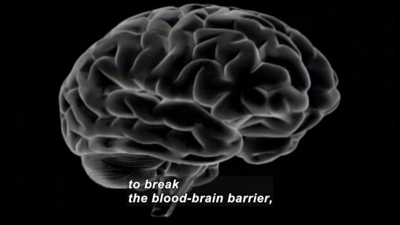 3D diagram of the human brain. Caption: to break blood-brain barrier,