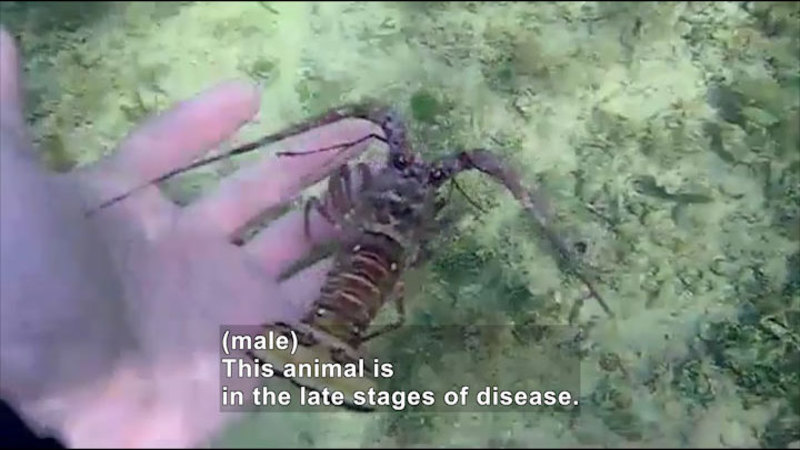 Person's hand supporting a lobster underwater. Caption: (male) This animal is in the late stages of disease.