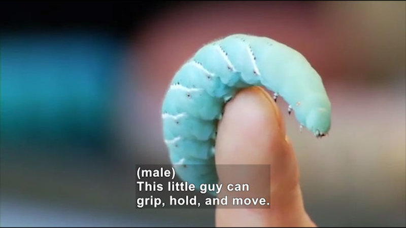 A light blue and white stripped caterpillar on a person's finger. Caption: (male) This little guy can grip, hold, and move.