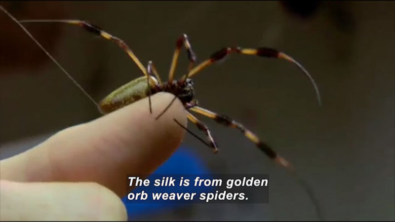 Still image from Science Nation: Spider Silk