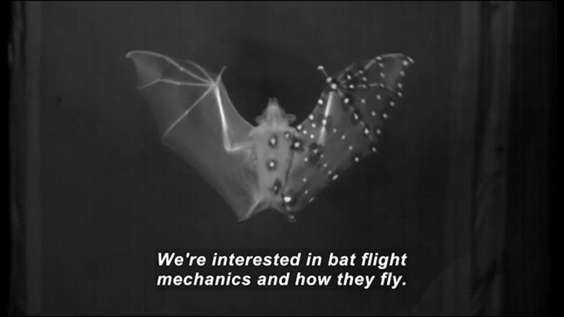 Bat with wings extended spots on the rib of one wing highlighted. Caption: We're interested in bat flight mechanics and how they fly.