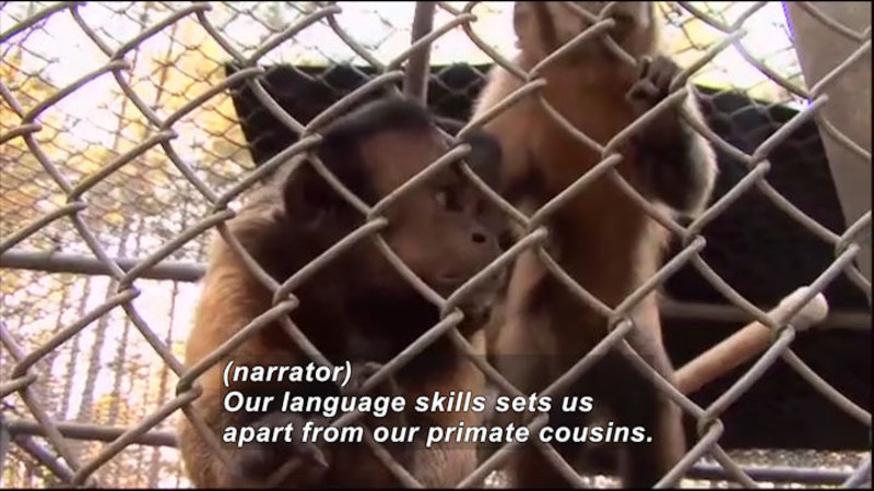 Still image from Science Nation: Monkey Business
