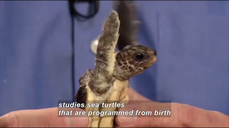 Small turtle held in a person's hands. Caption: studies sea turtles that are programmed from birth