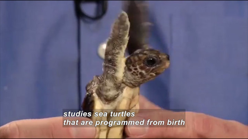 Still image from Science Nation: Sea Turtles