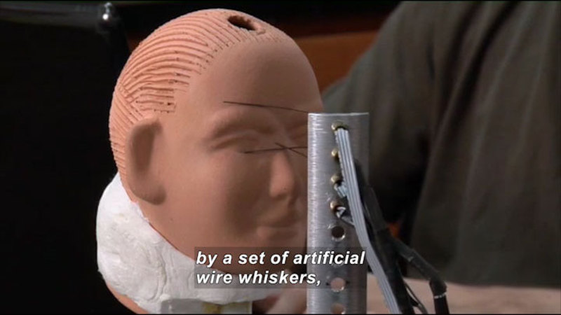 Model of a human head being brushed by whiskers attached to wires protruding from a metal post. Caption: by a set of artificial wire whiskers,