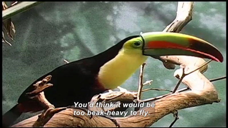 Brightly colored bird with a beak almost as large as its body. Caption: You'd think it would be too beak-heavy to fly.