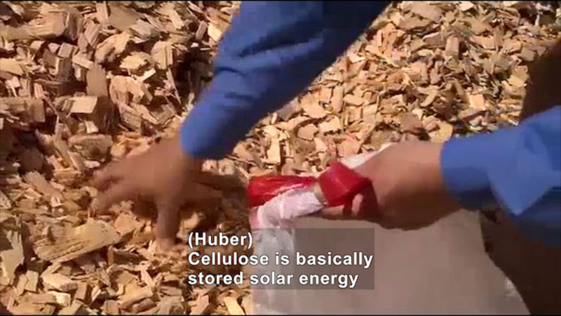Person picking up wood chips and putting them into a plastic bag. Caption: (Huber) Cellulose is basically stored solar energy