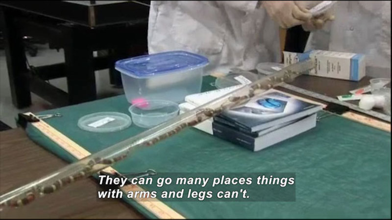 Still image from Science Nation: The Secret of a Snake's Slither