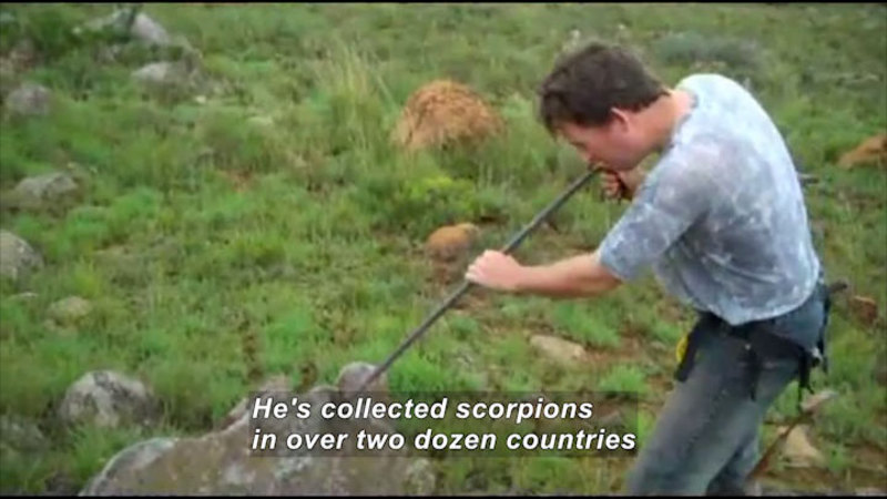 A man with a pole collecting something off a large rock on the ground. Caption: He's collected scorpions in over two dozen countries