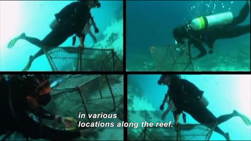 People in scuba gear placing and carrying metal cages at different places on the ocean floor. Caption: in various locations along the reef.