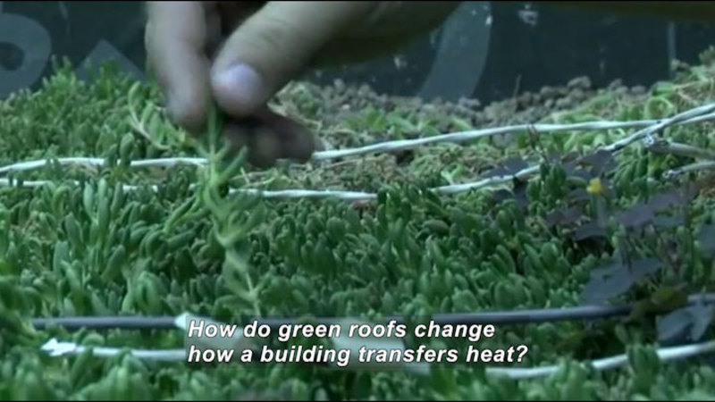 Closeup of a hand handling a small, green plant in a densely populated patch of similar plants. Caption: How do green roofs change how a building transfers heat?
