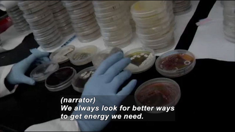 Gloved hands working with petri dishes covered in a variety of materials. Caption: (narrator) We always look for better ways to get energy we need.