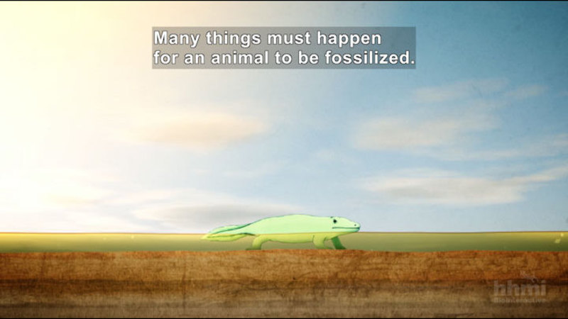 Illustration of a four-legged animal standing in shallow water on top of a layer of rock. Caption: Many things must happen for an animal to be fossilized.