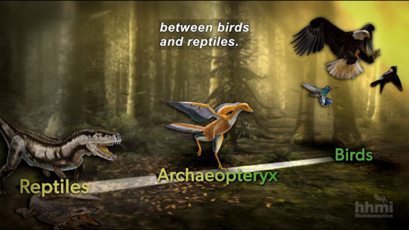 A diagram showing the transition from Reptiles (dinosaurs and crocodile-like animal) to Archaeopteryx (feathered animal between a reptile and a bird), to Birds. Caption: between birds and reptiles.