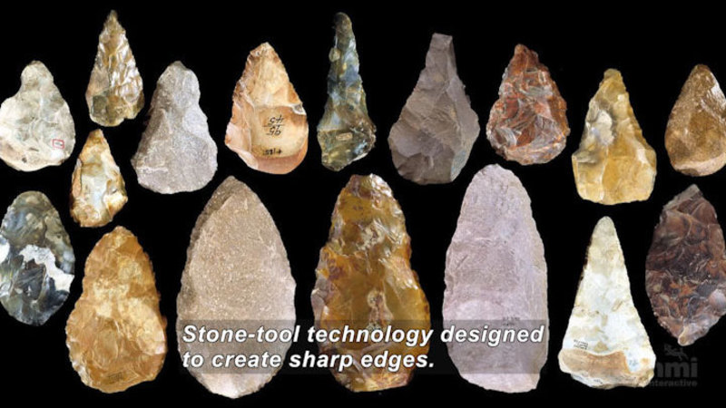 Collection of sharp tools made from stone. Caption: Stone-tool technology designed to create sharp edges. 