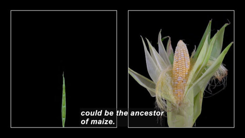 Split image of a small shoot of corn and a fully developed ear of yellow corn. Caption: could be the ancestor of maize.