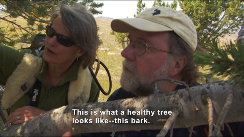 Still image from Liz Hadly Tracks The Impact Of Climate Change In Yellowstone
