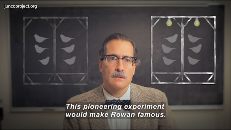 Man in suit and bowtie with a blackboard behind him. Blackboard shows two sets of birds in cages, one with lights, one without. Caption: This pioneering experiment would make Rowan famous.