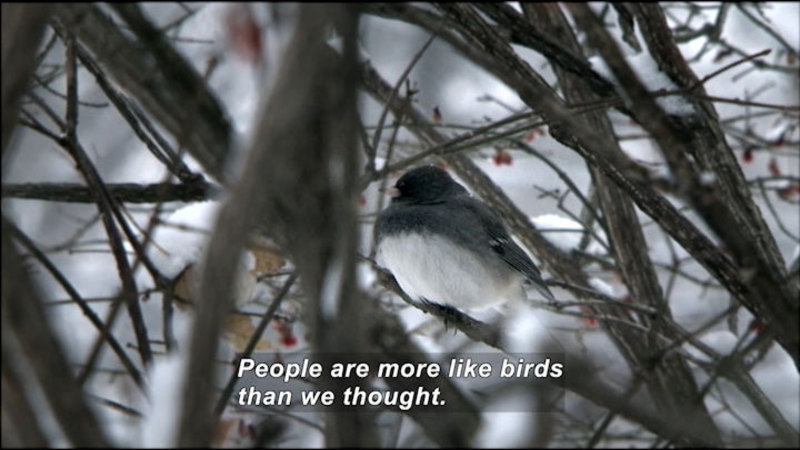 Bird with white belly, dark back and wings perched on a branch in a thicket. Caption: People are more like birds than we thought.