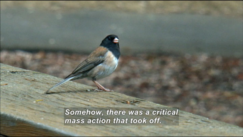 A small bird perched on a plank. Caption: Somehow, there was a critical mass action that took off.