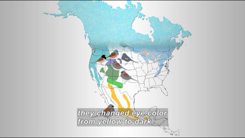 Map of North and Central America. Different areas of the map are highlighted to indicate the habitat areas and 5 birds are superimposed on the map. The highlighted areas are concentrated in central Mexico, the west coast of the United states, and much of Canada and Alaska. Caption: they changed eye color from yellow to dark.