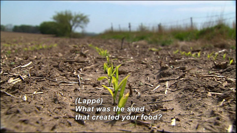 Closeup of rows of seedlings planted in a field. Caption: (Lappé) What was the seed that created your food?