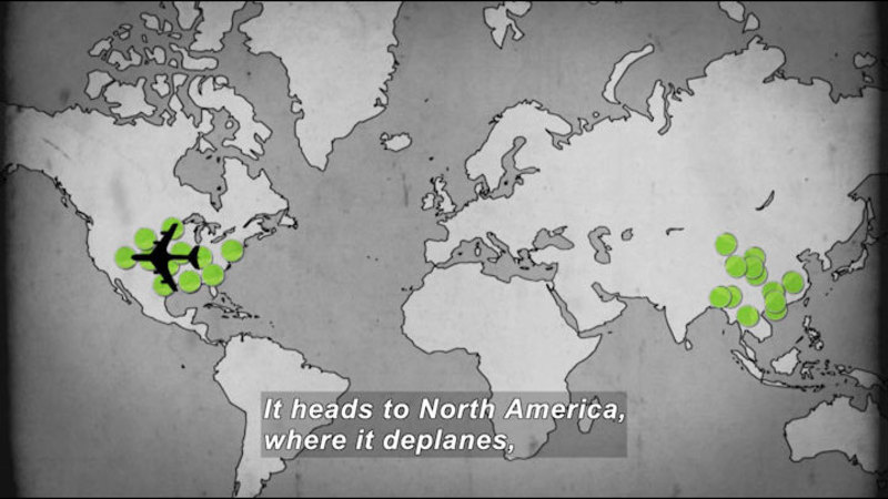 Still image from Flu: The Great Migration